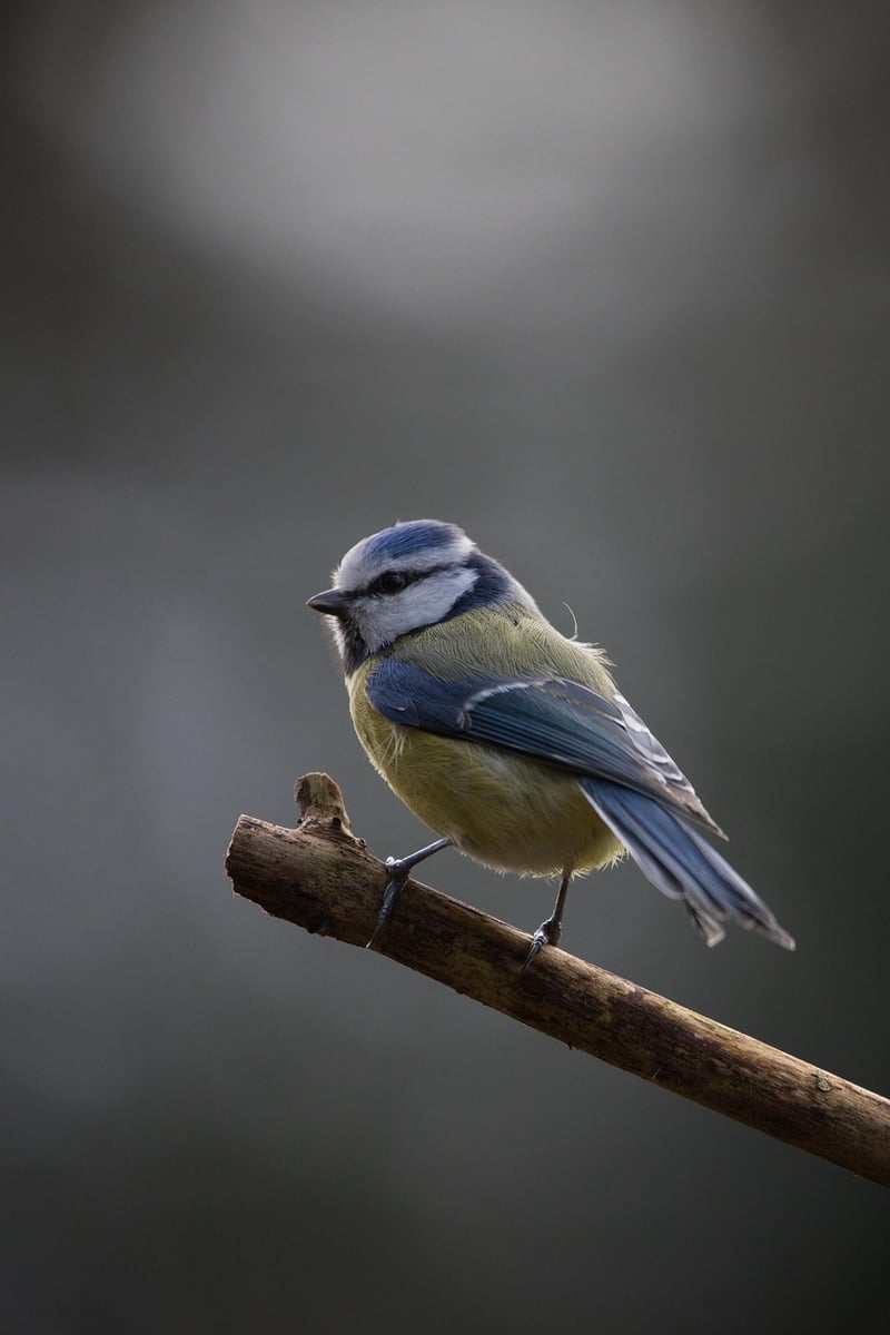 Tire Swing Bird Feeder